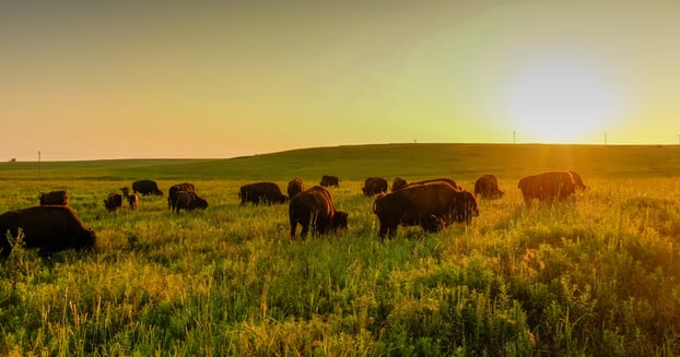 How the Medicus Transition Program Helped Build a New Intensivist Program at a Rural Oklahoma Hospital 