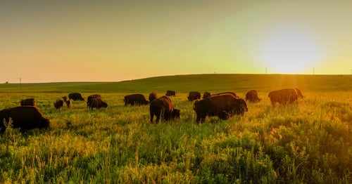 How the Medicus Transition Program Helped Build a New Intensivist Program at a Rural Oklahoma Hospital 